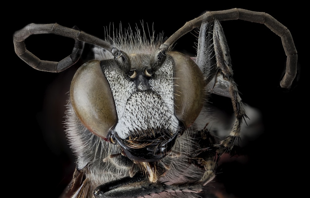 brown and black insect in close up photography