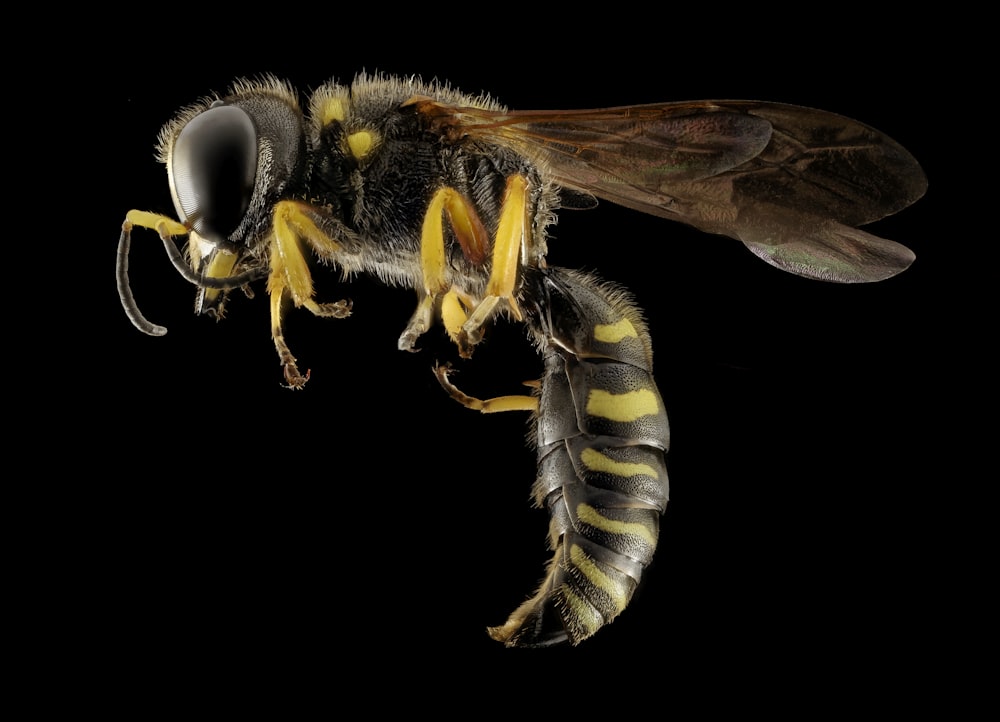 black and yellow bee on black background