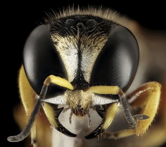 black and yellow wasp in close up photography