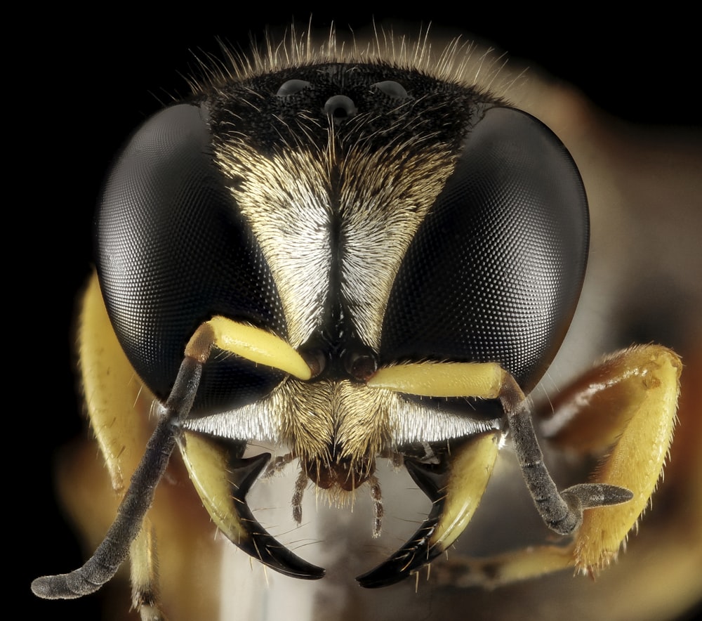 black and yellow wasp in close up photography