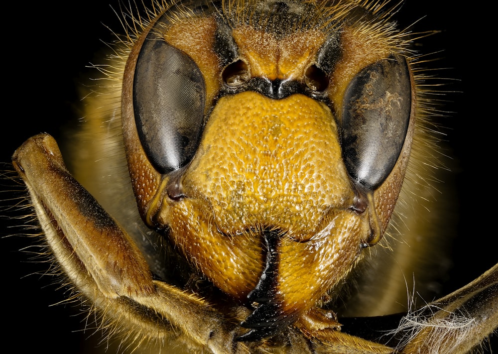 brown and black bee in close up photography