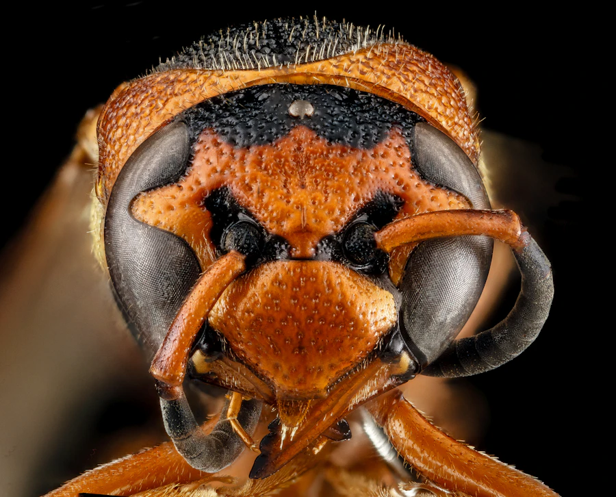 Close-up of a wasp, treated around eaves and yards during the warmer months