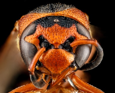 brown and black wasp in close up photography insect zoom background