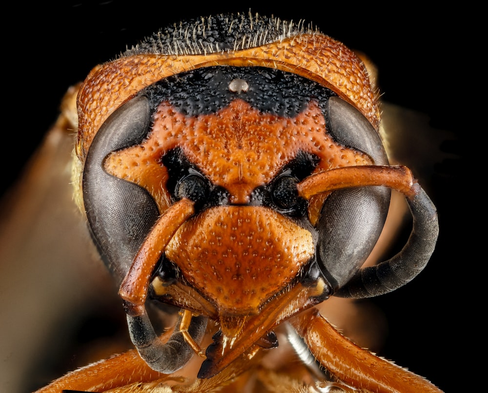 brown and black wasp in close up photography