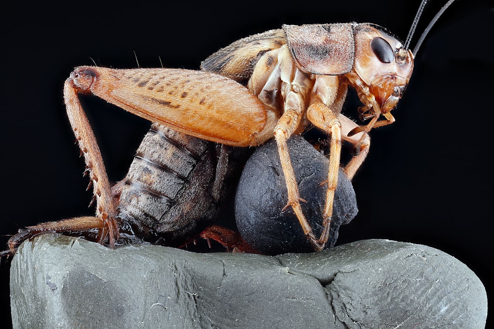 brown and black grasshopper on black stone