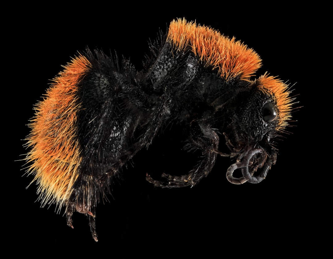 black and brown moth caterpillar