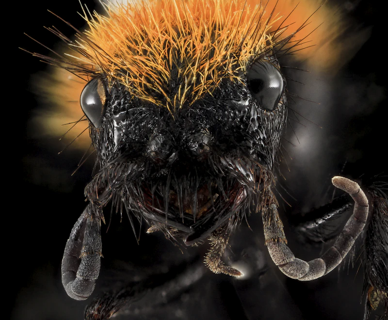 Ant