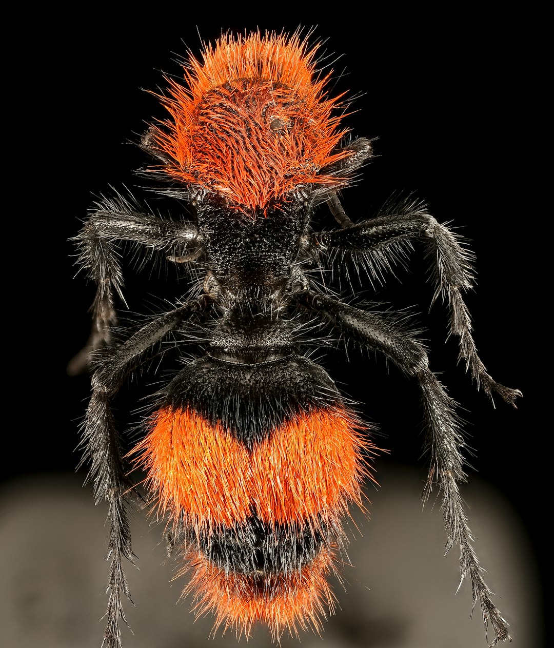 black and orange spider on white background