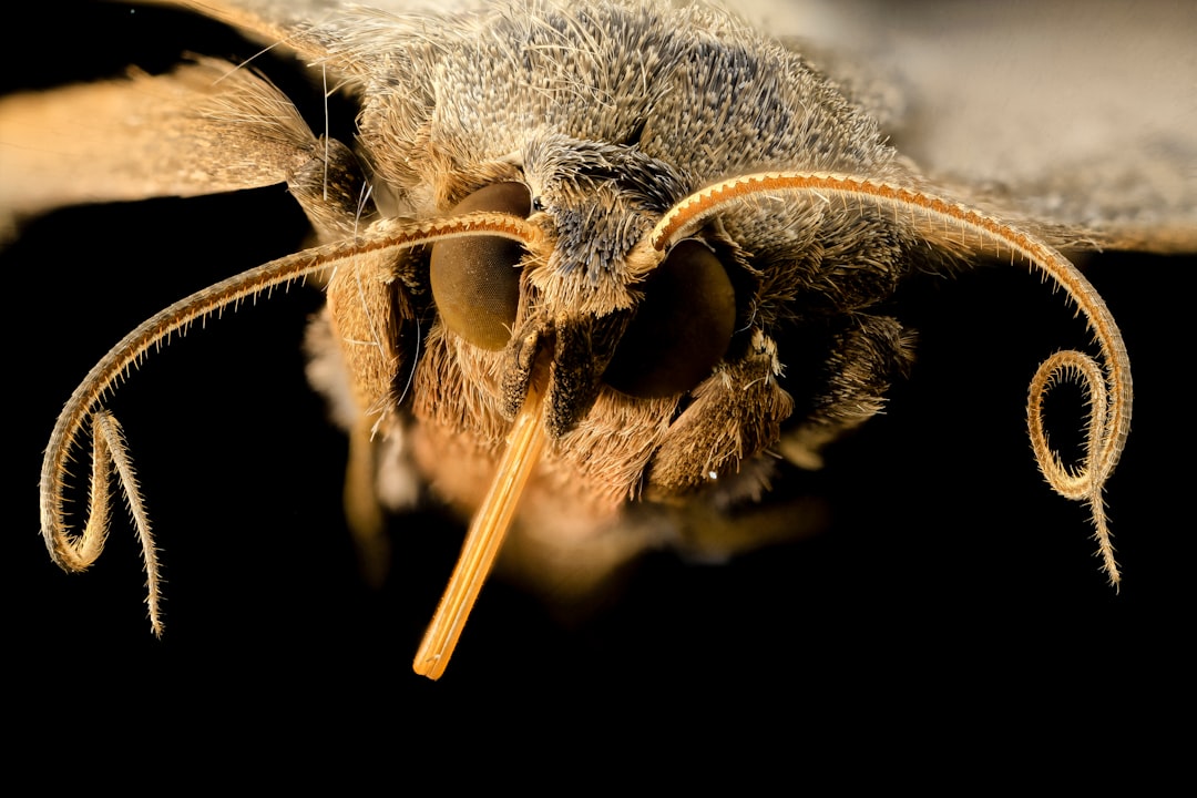 brown and white moth caterpillar