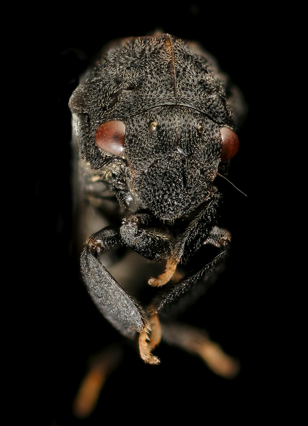 black and brown ant in black background