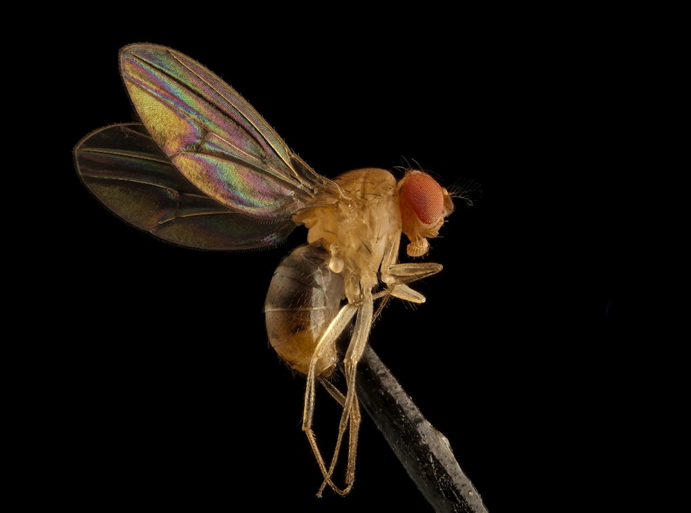 brown and black fly on brown stick