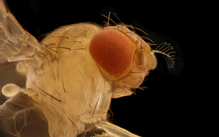 brown and black fly on white flower