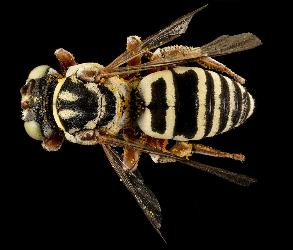 white and black striped bee