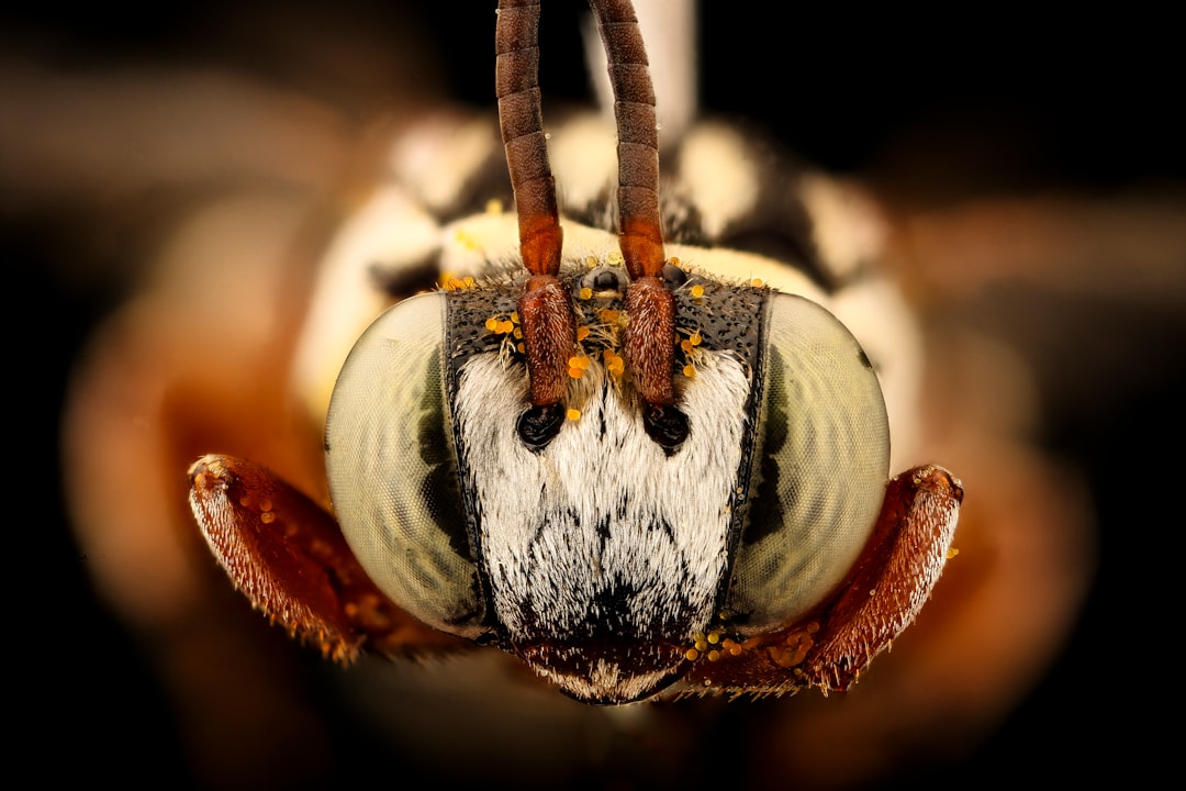 brown and white spider in macro photography