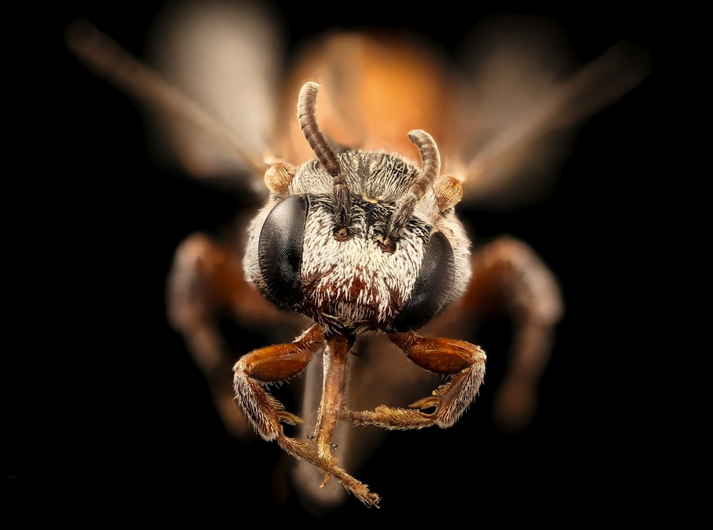 brown and black bee in close up photography