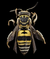 black and yellow bee illustration