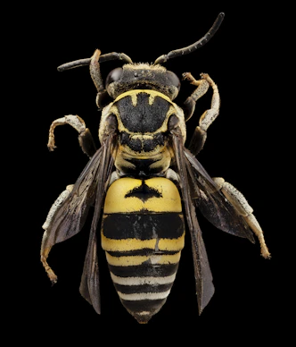A macro view of a yellow and black wasp against a black background