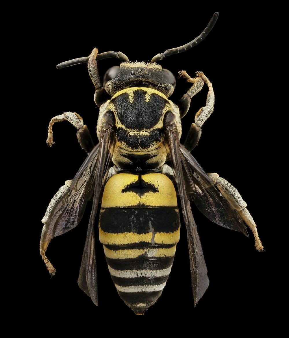 黒と黄色の蜂のイラスト