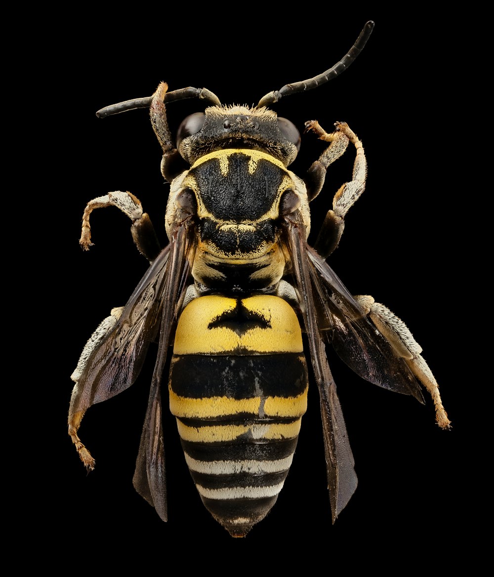 black and yellow bee illustration