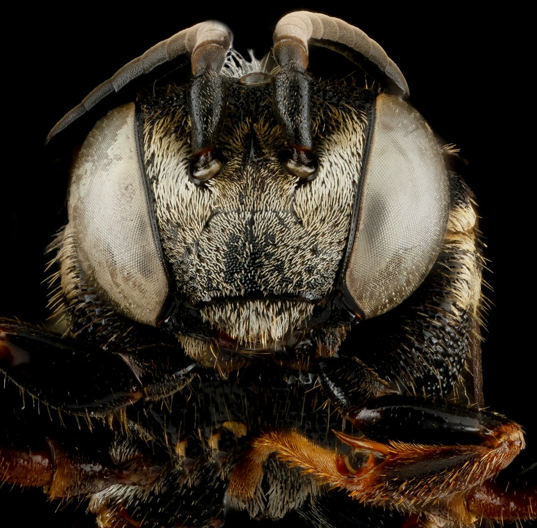 black and brown bee wings