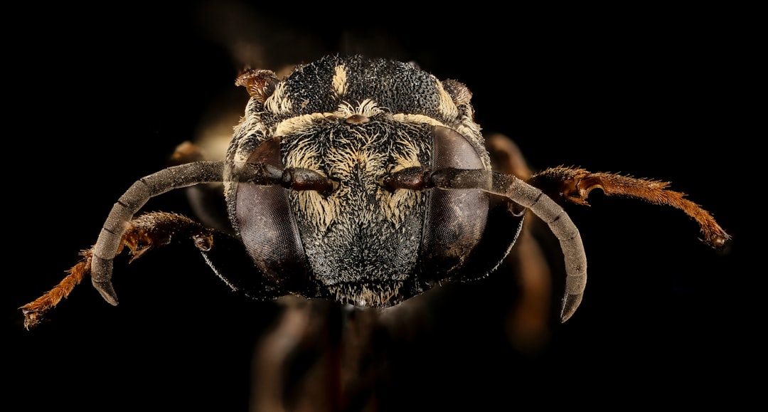 brown and black insect in close up photography