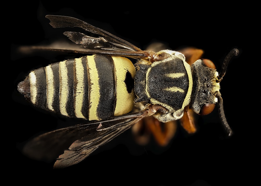 yellow and black bee in close up photography