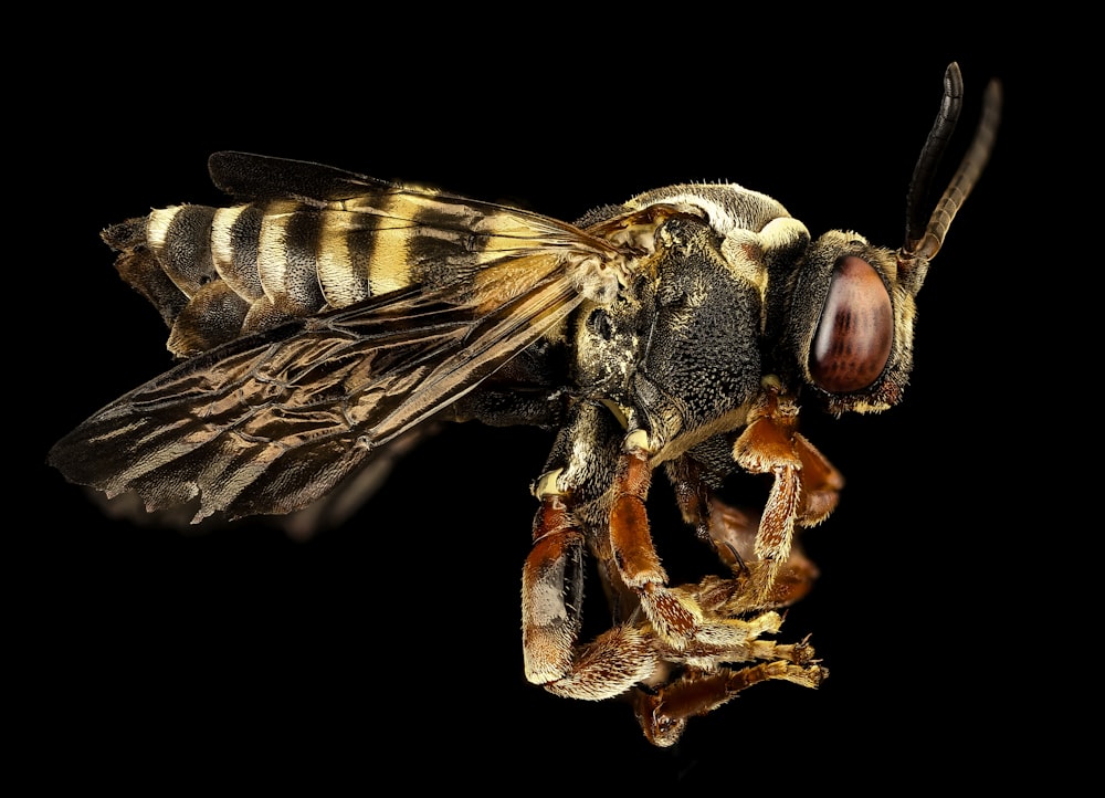 yellow and black bee on brown plant