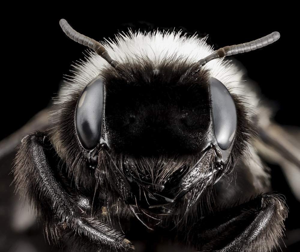 클로즈업 사진의 흑백 꿀벌