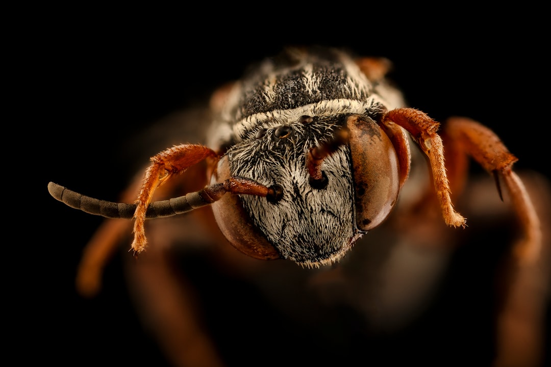 brown and black spider in macro photography