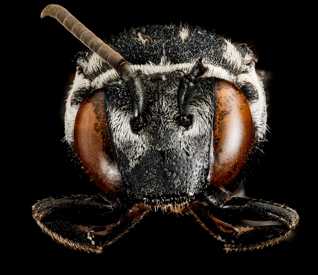 black and brown wasp in close up photography