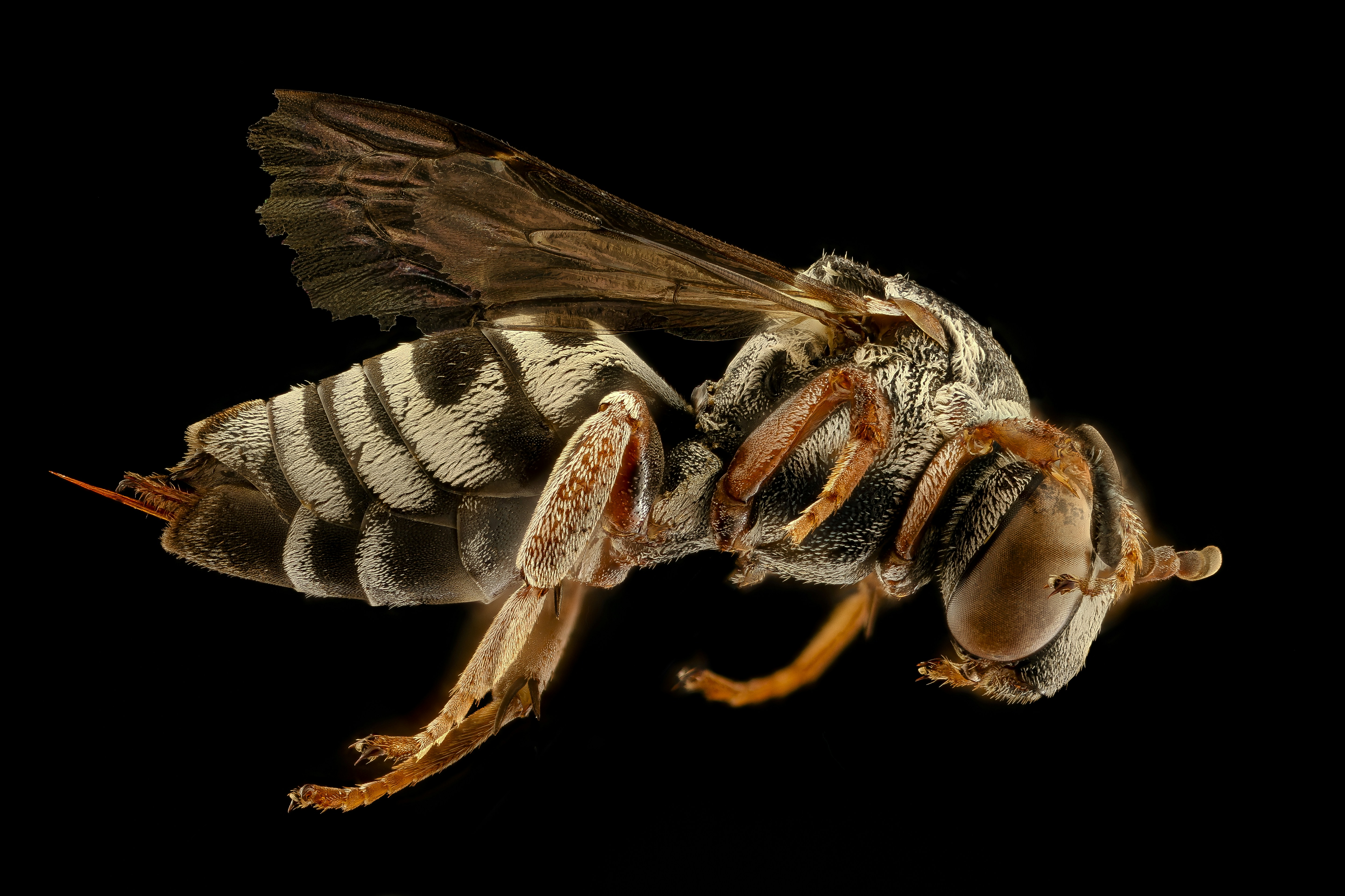 Genetic Detective Work Reveals Multiple Invasions (image credits: unsplash)