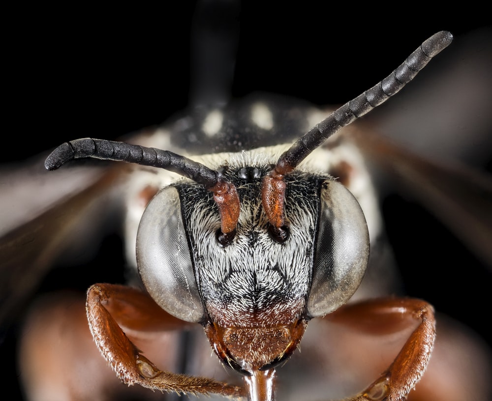 white and black fly in macro photography