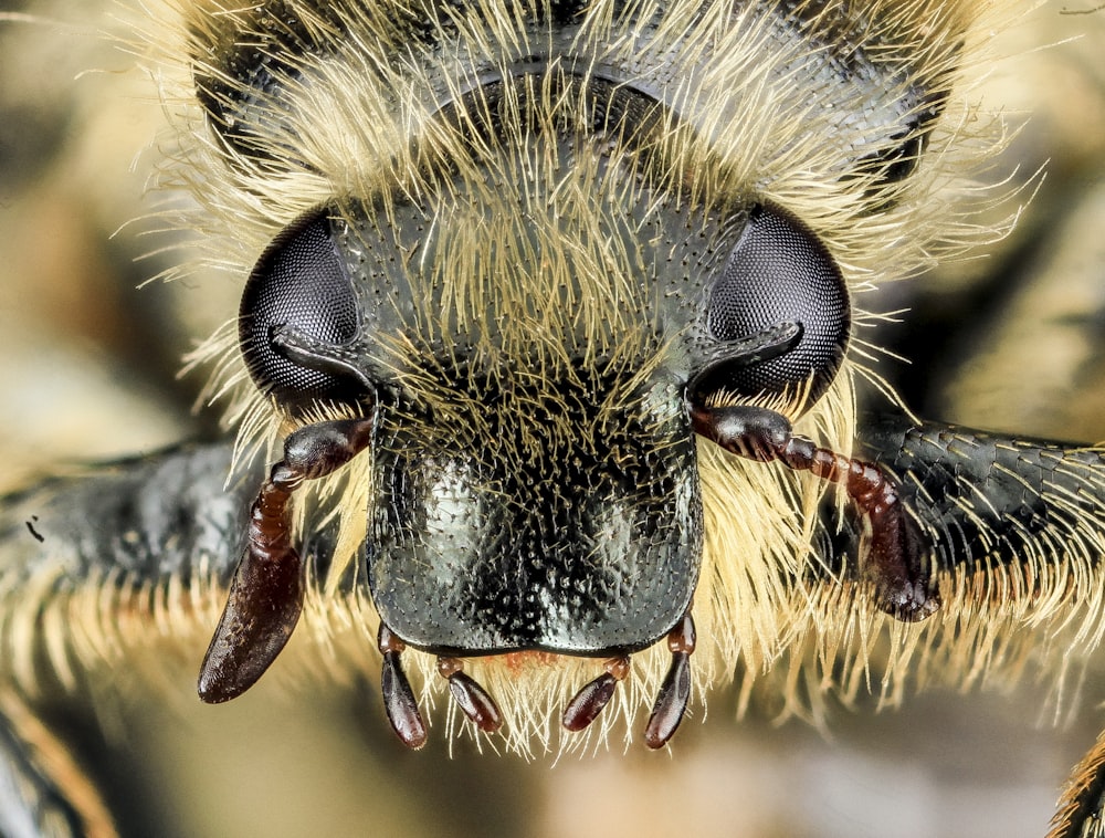black and yellow bee in macro photography