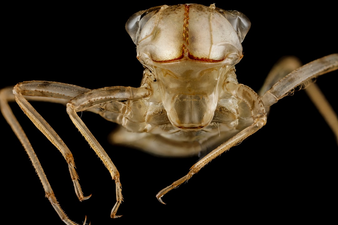 brown and white spider in close up photography