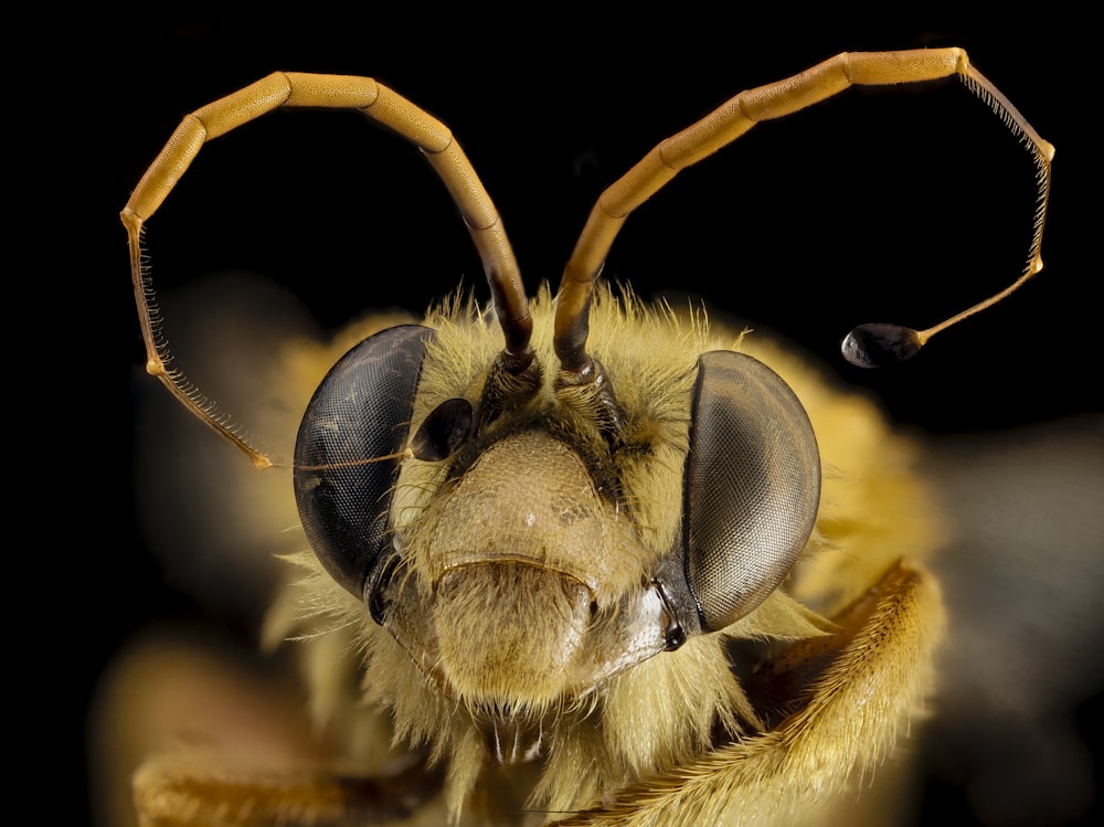 yellow and black bee in close up photography