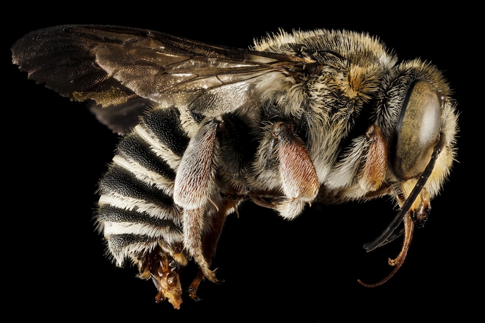 abeja rayada en blanco y negro