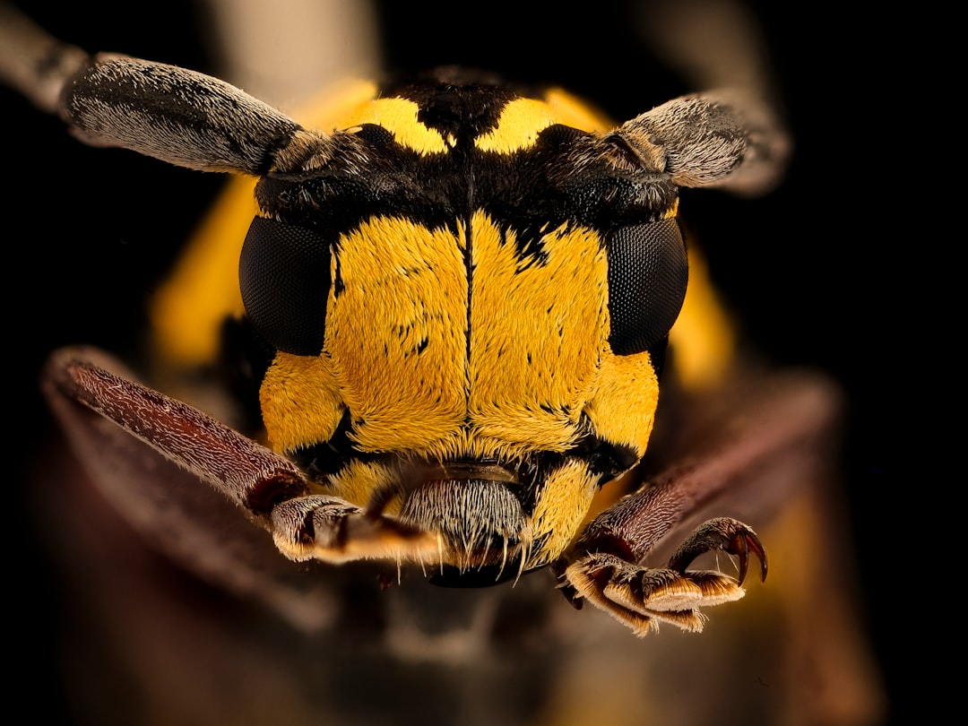 brown and black insect in macro photography