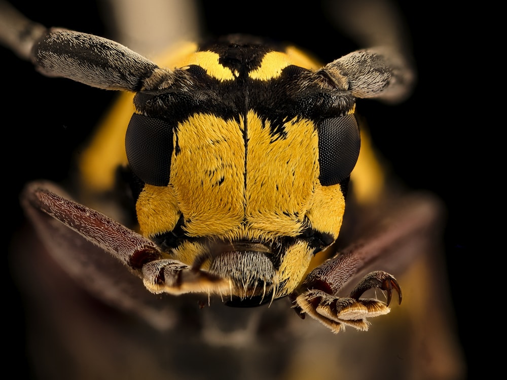 brown and black insect in macro photography
