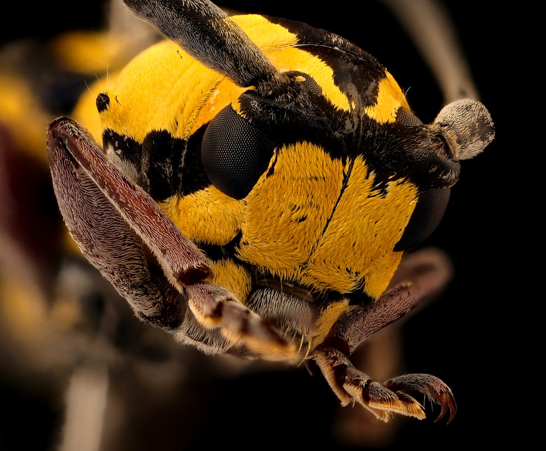 yellow and black spotted bug in macro photography