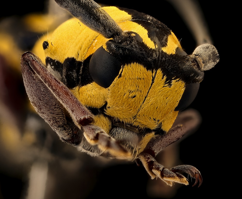 bug manchado amarelo e preto na fotografia macro