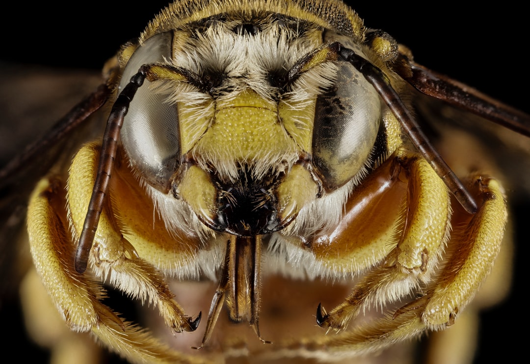 brown and black bee in macro photography