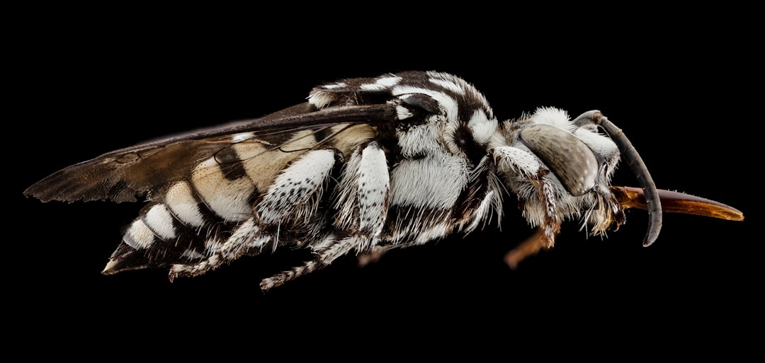 brown and white striped bee