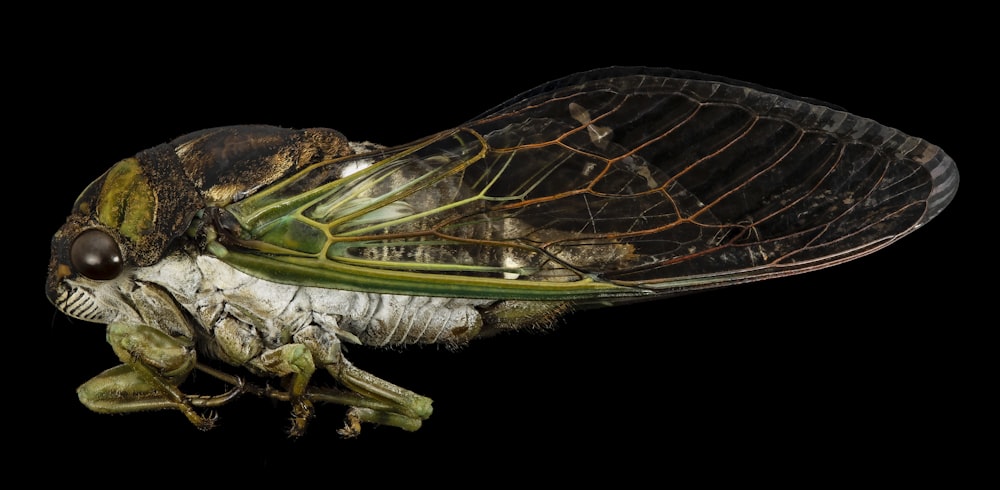 green and black insect wings