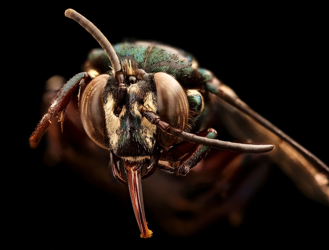 green and brown insect in macro photography