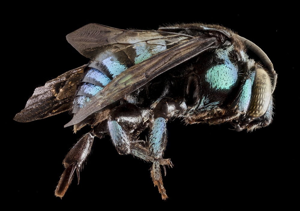 blue and brown insect on brown stem