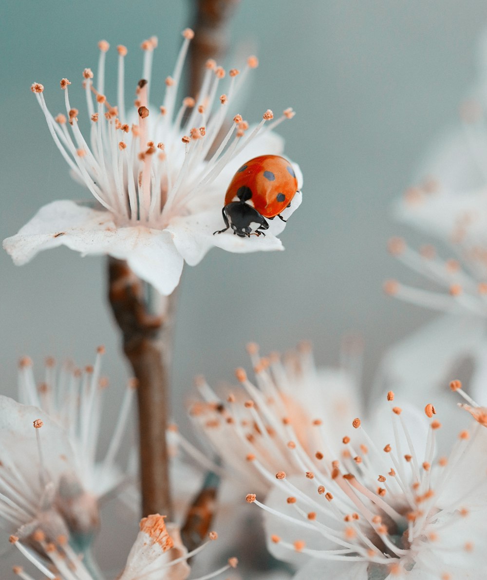 red ladybug perched on white flower in close up photography during daytime