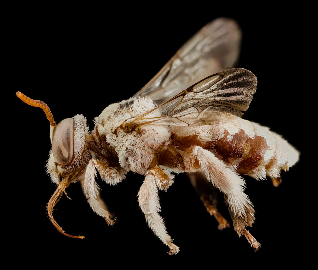 brown and black bee in close up photography