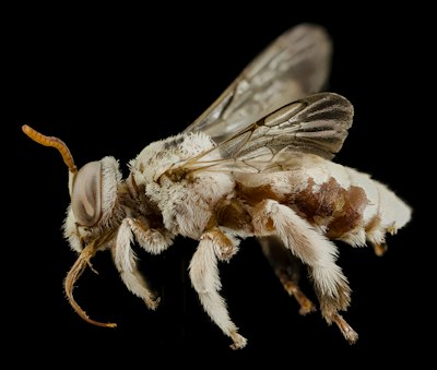 Insects