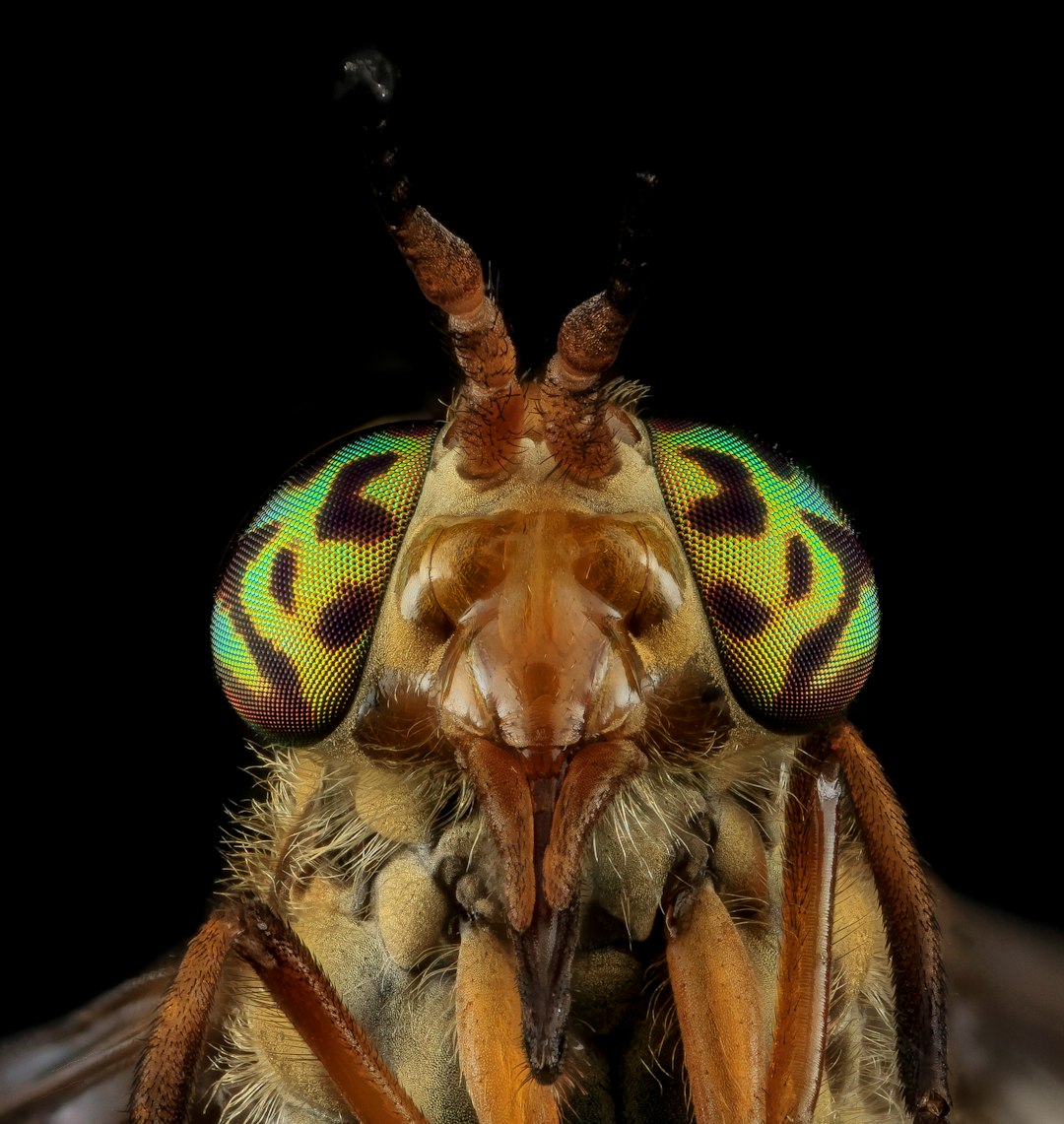 green and brown insect in close up photography