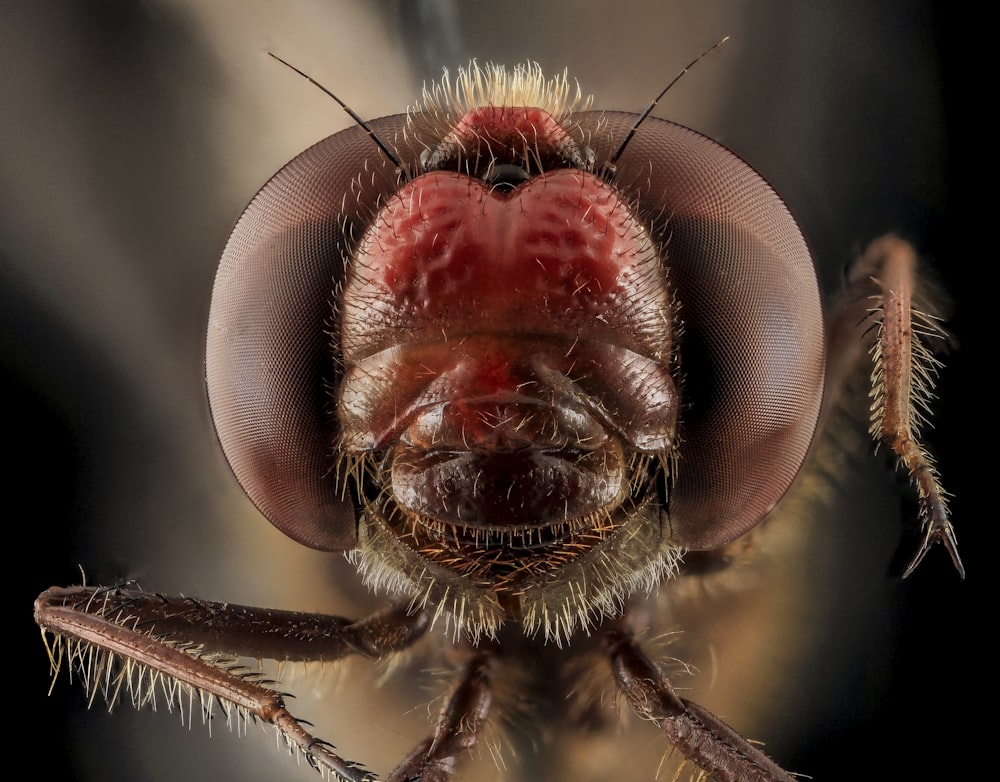 brown and black insect in macro photography